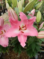 [4598 VZ W06 0516-01 Crosser No02.JPG]